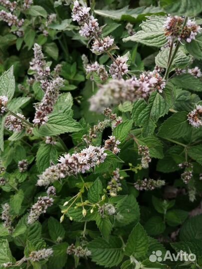 Мелисса и мята