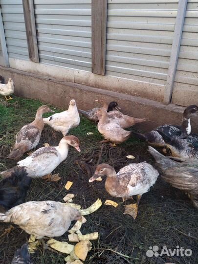 Мускусные утки