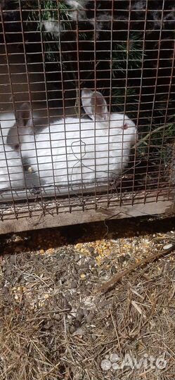 Калифорнийские кролики