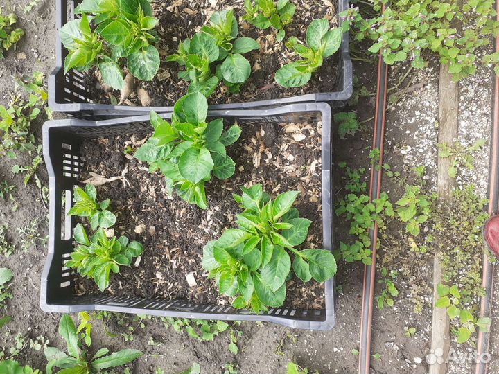 Кусты георгин