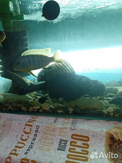 Парчовый сом