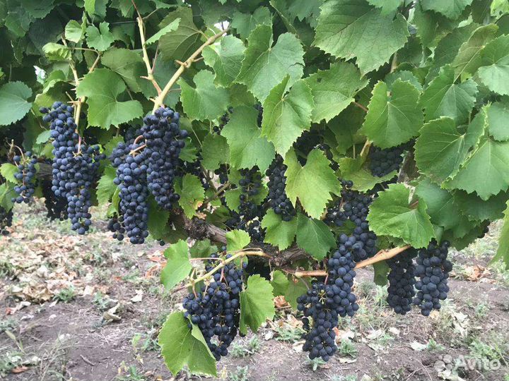 Винные сорта винограда виноград