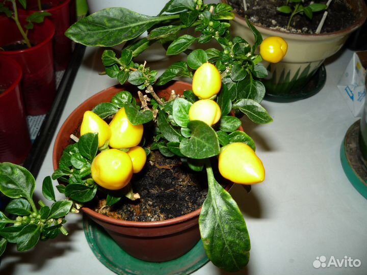 Декоративные перчики