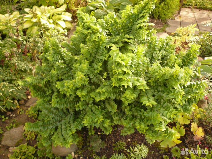 Клен,карликовый вяз,ирисы,родиола линейнолистная