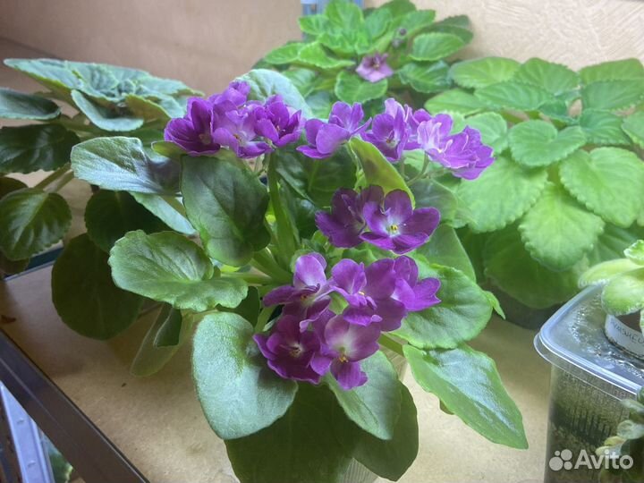 Фиалки мини, полу мини, стандарт