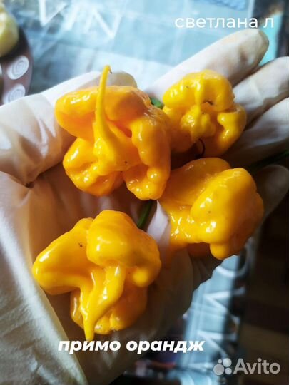 Семена острого перца