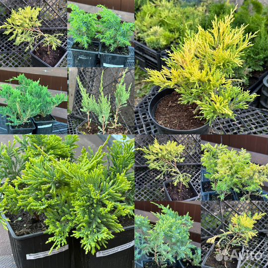 Можжевельник, туя