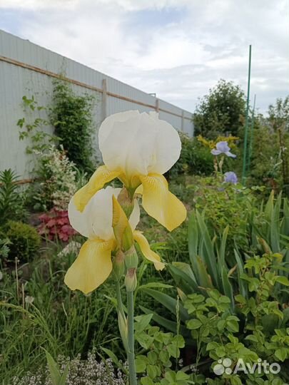 Ирисы германские