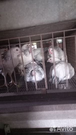 Куры, курочка молодка