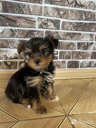 Йоркширский терьер щенки