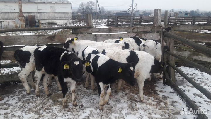 Бычки помесь абердином