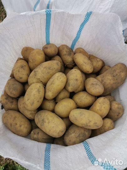 Продам картофель