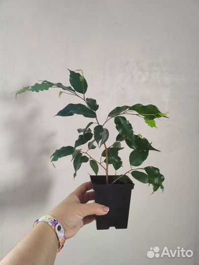 Фикус бенджамина