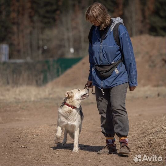 Собака в добрые руки Хэппи