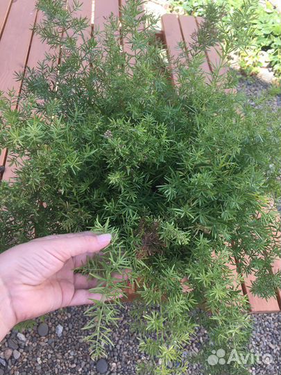 Аспагантус,Калина Бульденеж