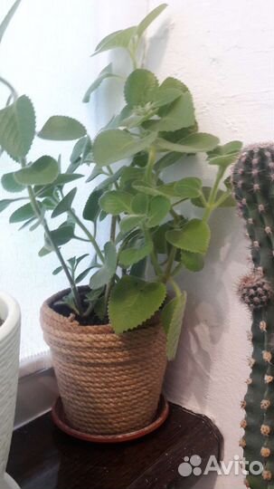 Комнатная мята