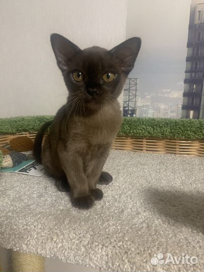 Бурманский котенок
