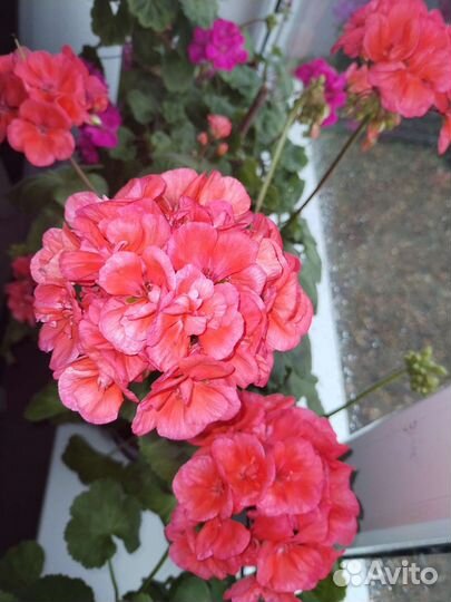 Пеларгония герань (коралловая)