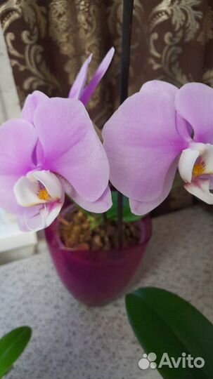 Комнатные цветы орхидеи