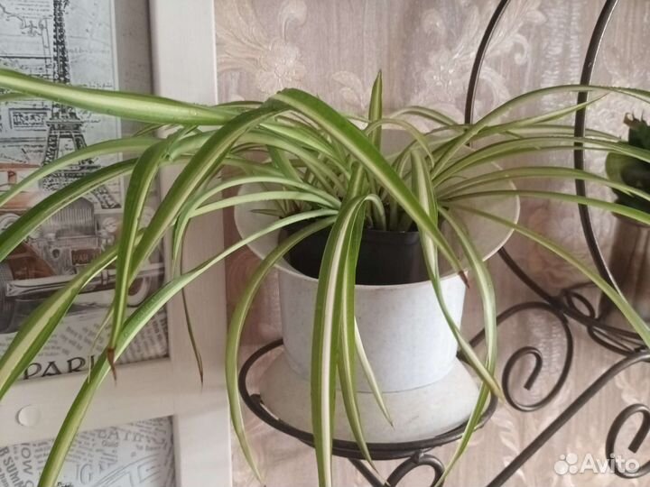 Хлорофитум