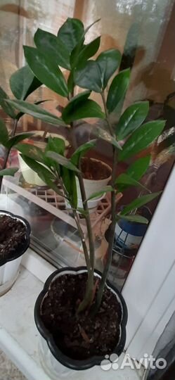 Замиокулькас