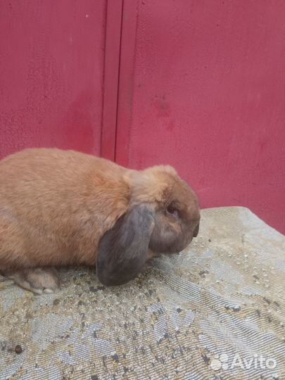 Кролики породы французский баран