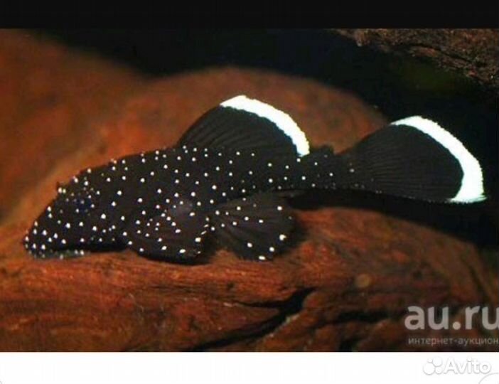 Анциструс звездчатый L181, Стурисома, L - сомы