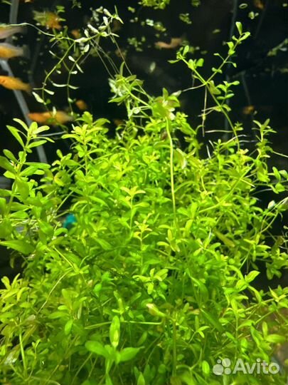 Анубиас нана и других растения для аквариума