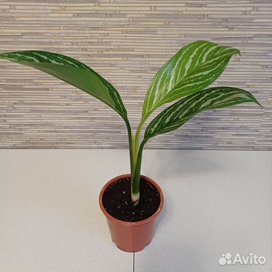 Аглаонема Stripes
