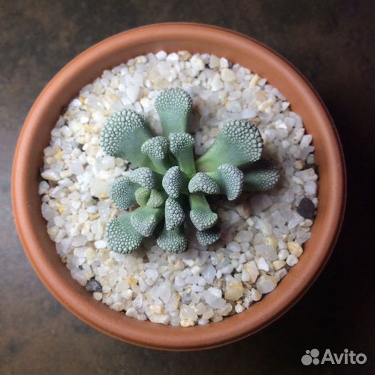 Суккулент титанопсис luederitzii семена 5 шт