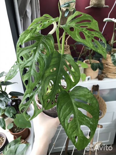 Монстера вариегатная камуфляж