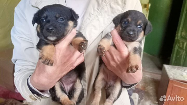 Малышки в опасном месте