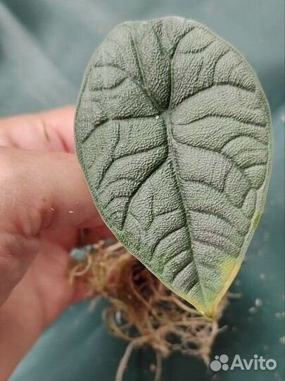 Алоказия мело