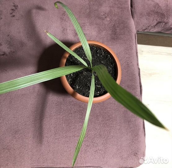 Финиковая пальма