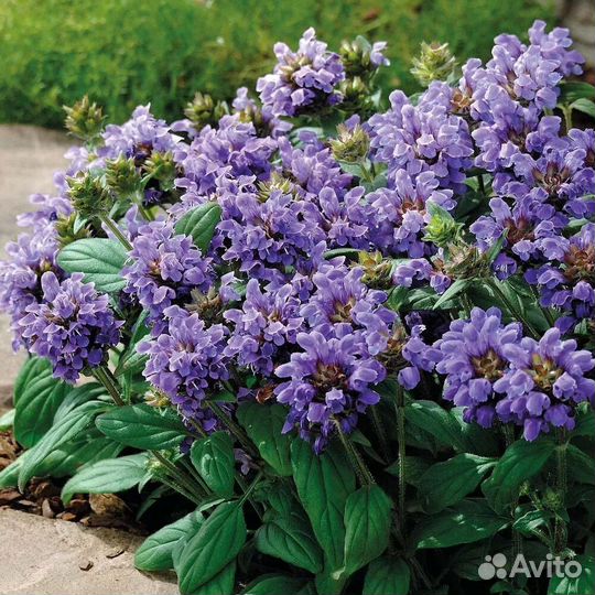 Черноголовка смесь многолетник