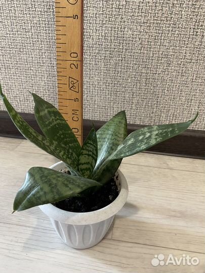 Сансевиерия ханни