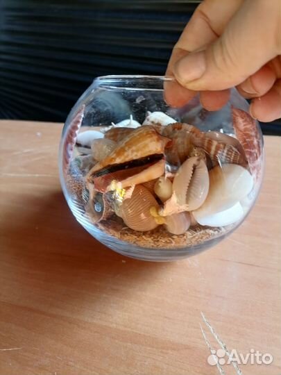 Морские ракушки раковины