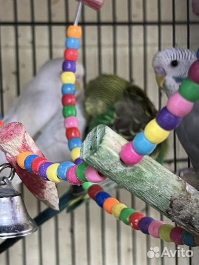 Волнистый попугай