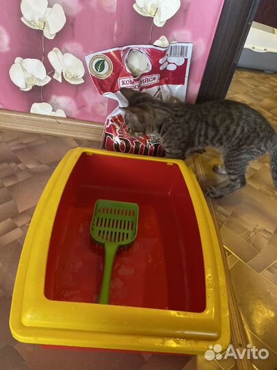 Лоток для кошек и наполнитель