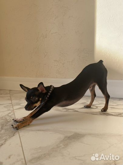 Вязка той-терьер