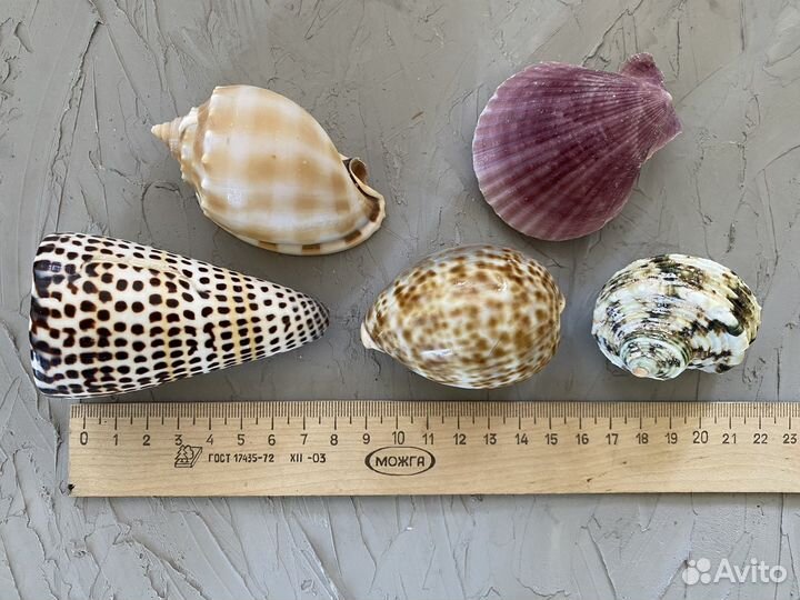 Набор морских ракушек