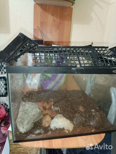 Аквариум с улитками в подарок