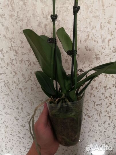 Орхидея фаленопсис