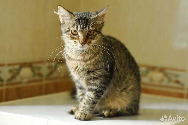 Котенок Ириска в добрые руки