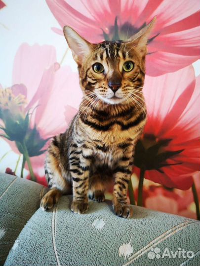 Бенгальский вязка