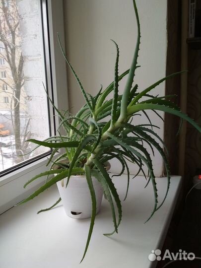 Алоэ (столетник) более 3 лет