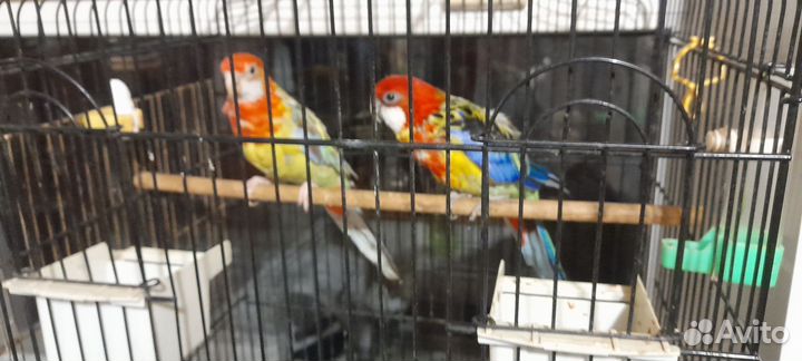 Попугайчик розелла девочка