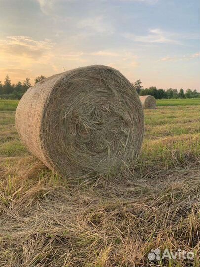 Сено в рулонах 120/120*250 кг