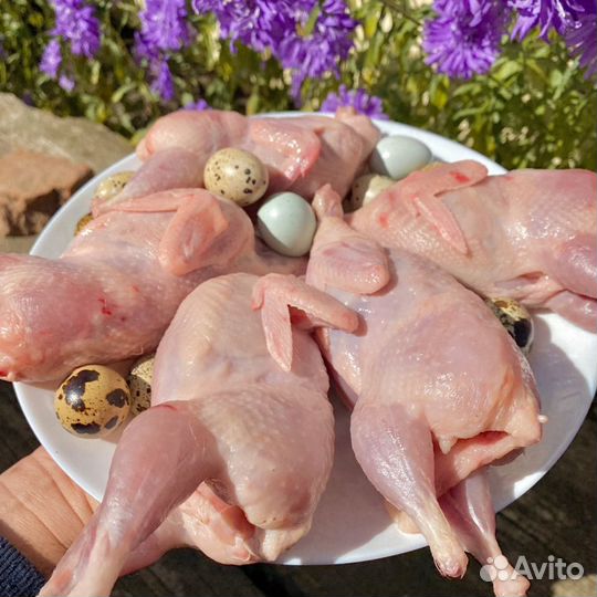 17.09.2023 охлажденное мясо перепелов
