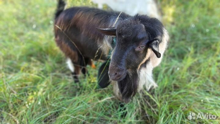 Козел альпийский